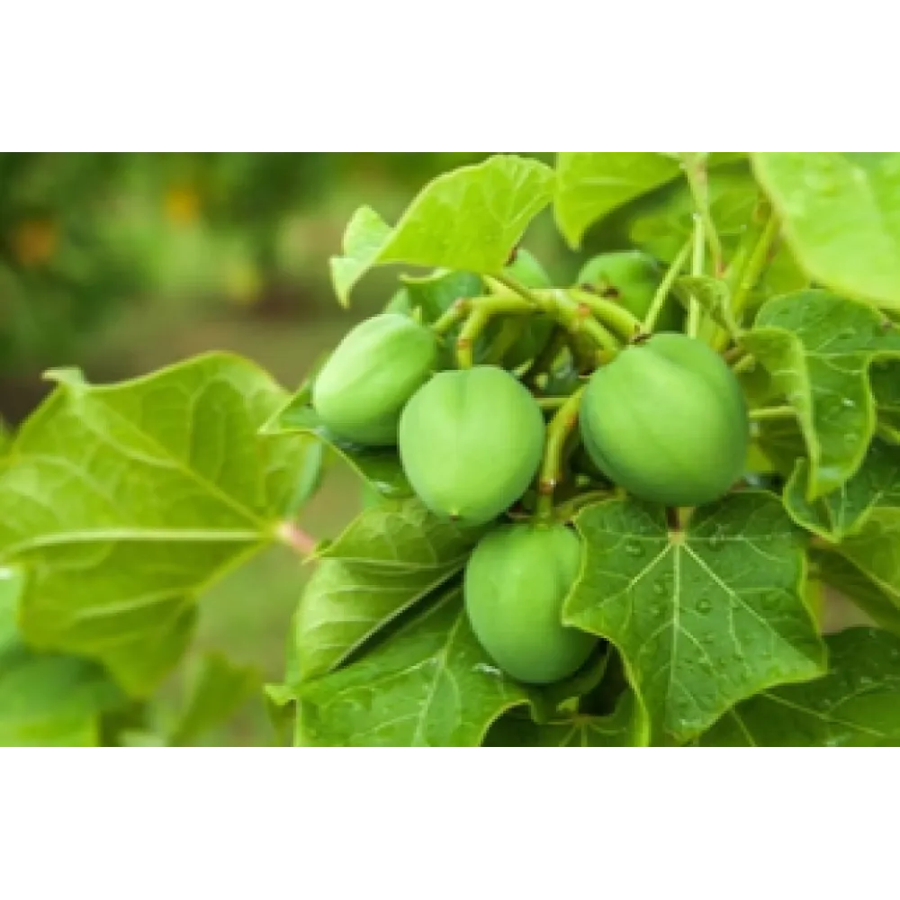 CARELIKA Gold Body Scrub - Скраб для тела с золотым глитером, экстрактом икры, 200ml